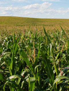 Premium Popcorn of North Loup Valley Nebraska