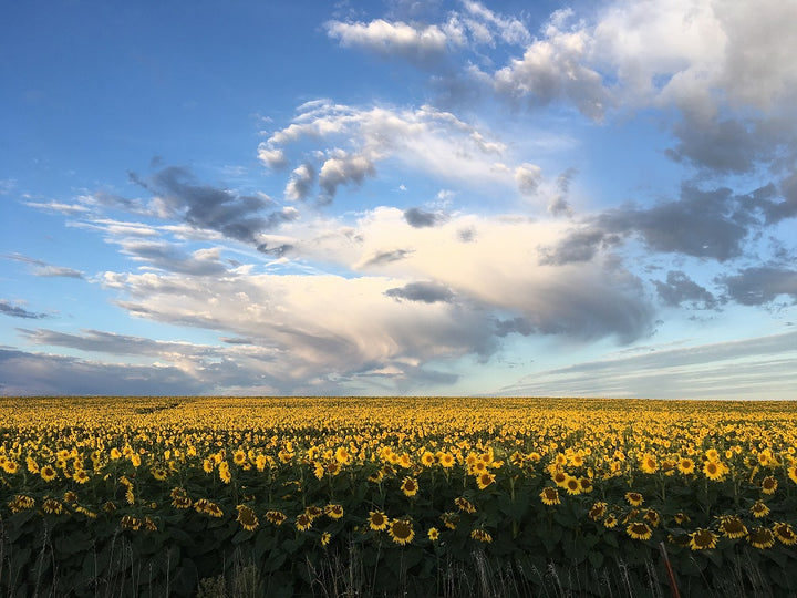 Simply Sunflower Oil of Ord, Nebraska