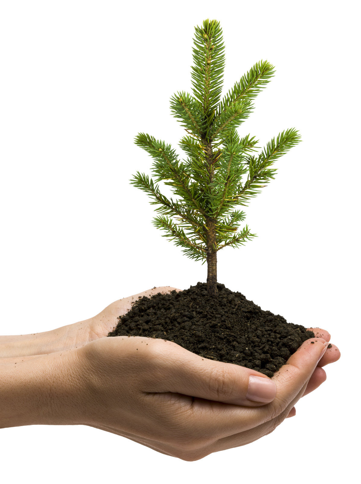 Official Arbor Day Pine Tree